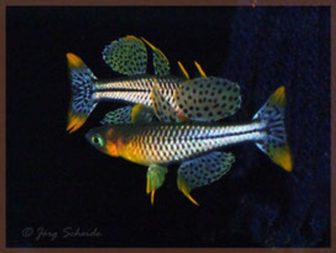 Hovedbilde Pseudomugil gertrudae 