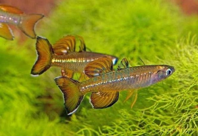 Hovedbilde Pseudomugil tenellus