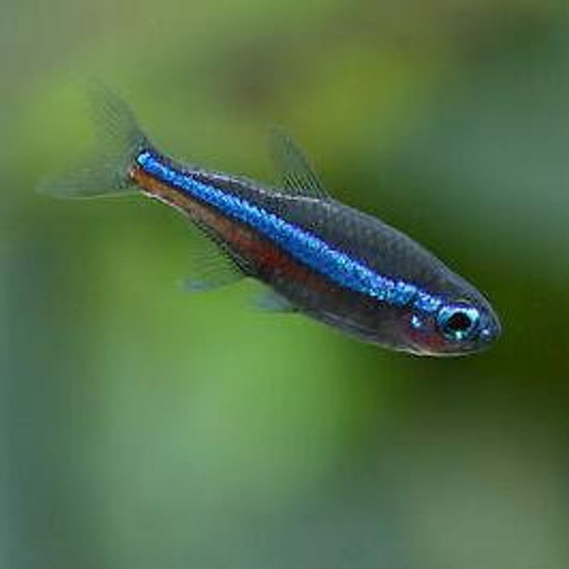 Paracheirodon simulans Grønn Neon tetra