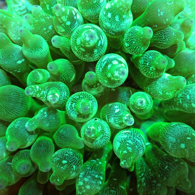 Hovedbilde Entacmaea quadricolor (Green)
