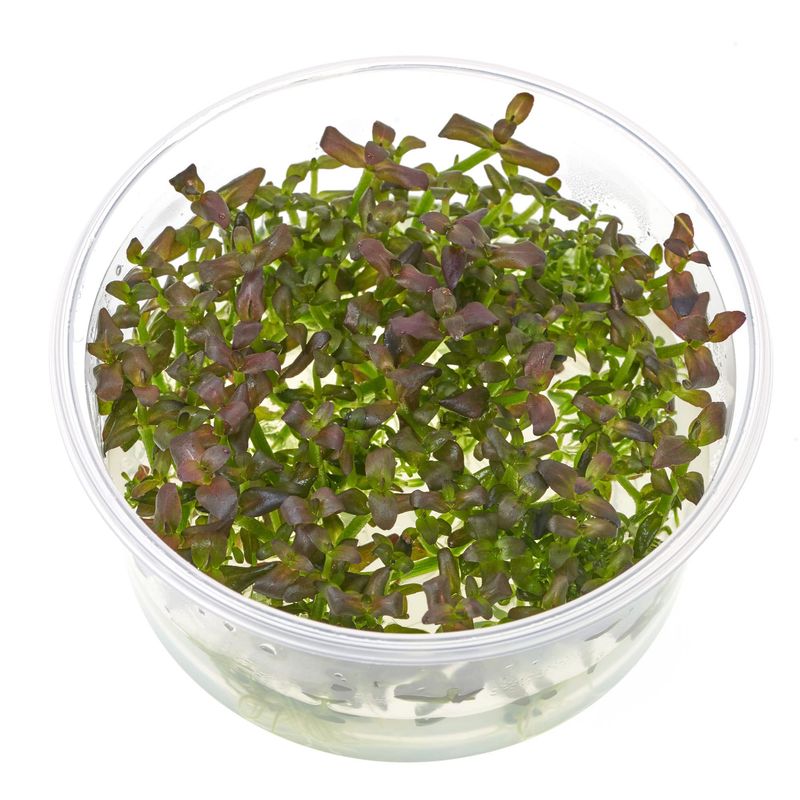 Bacopa salzmannii Purple 
