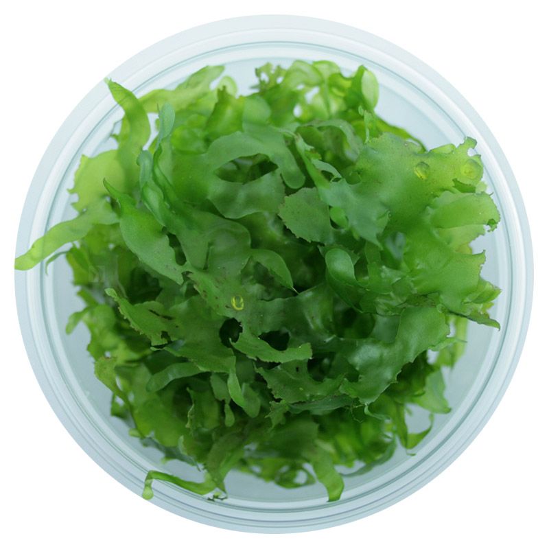 AB- Lomariopsis lineata (Ferskvannstang) 