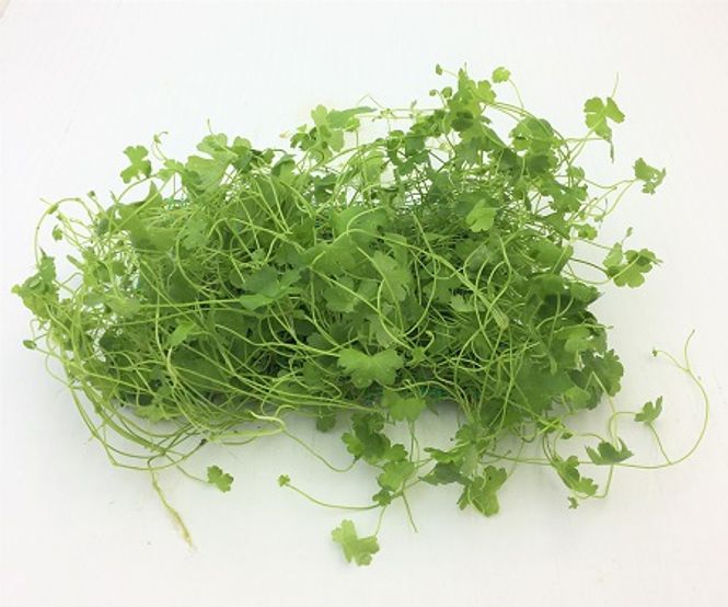 Hovedbilde Hydrocotyle tripartita sp Japan (matte 10x14cm)