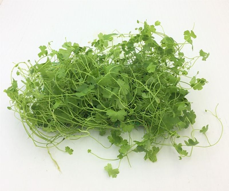 Hydrocotyle tripartita sp Japan (matte 10x14cm)