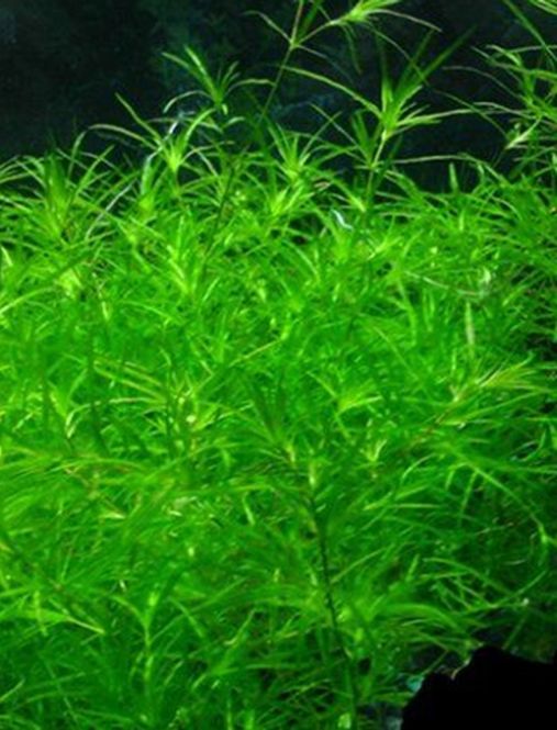Hovedbilde AB  Najas Guadalupensis Akvarieplante
