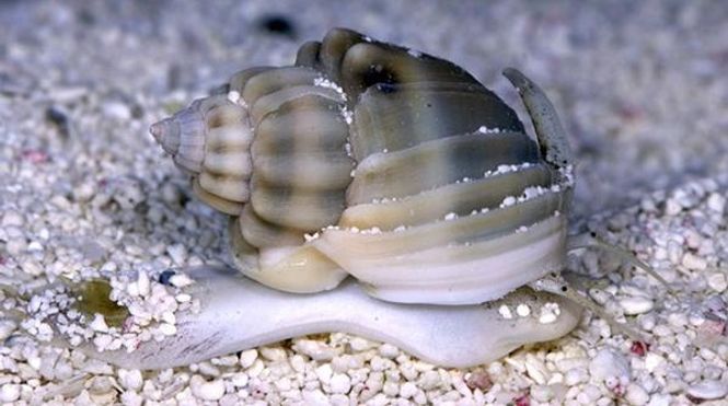 Hovedbilde  Nassarius Snegle 