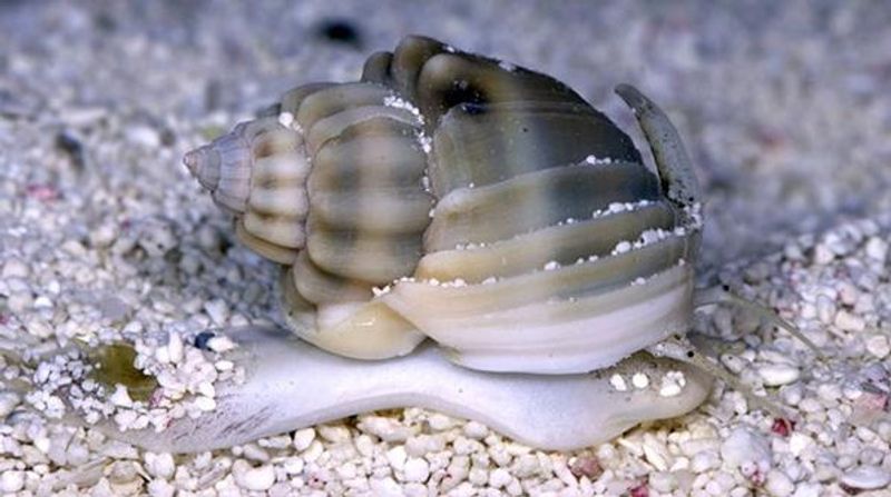  Nassarius Snegle 