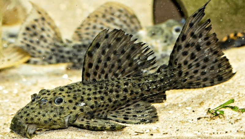  L160 Psudachantichus  Spinosus 3-4cm