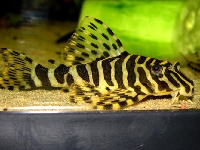 Hovedbilde  L134 peckoltia compta VF 