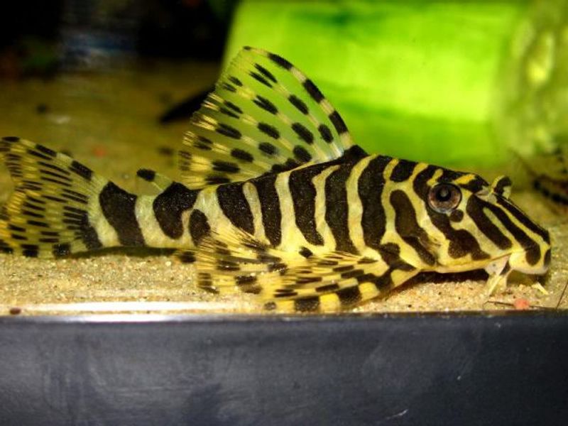 L134 peckoltia compta 4-5cm F1