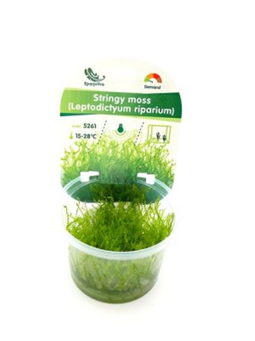 Hovedbilde STRINGY MOSS EPAQVITRO