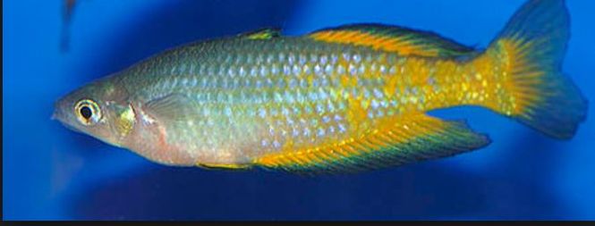 Hovedbilde Melanotaenia Parkensoni