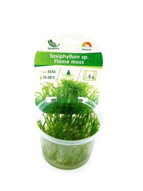 Hovedbilde FLAME MOSS EPAQVITRO