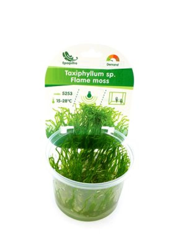 FLAME MOSS EPAQVITRO