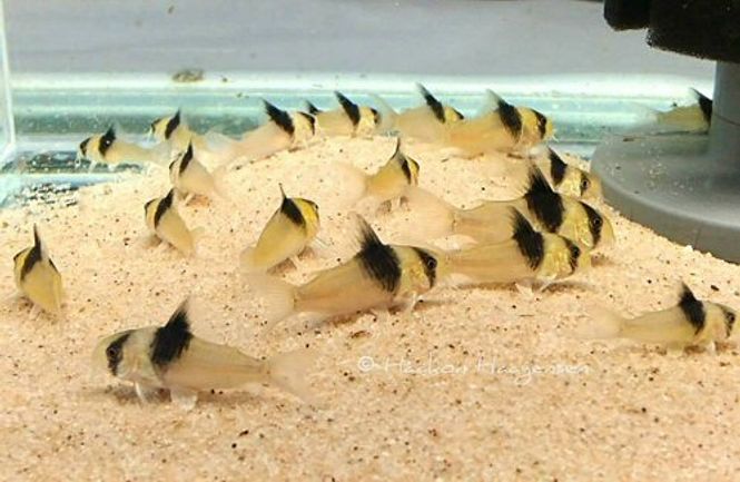 Hovedbilde Corydoras Cw049  VF 