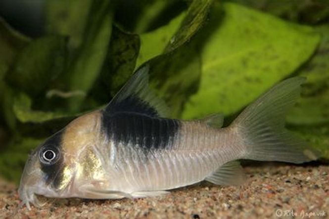 Hovedbilde Corydoras cw051 