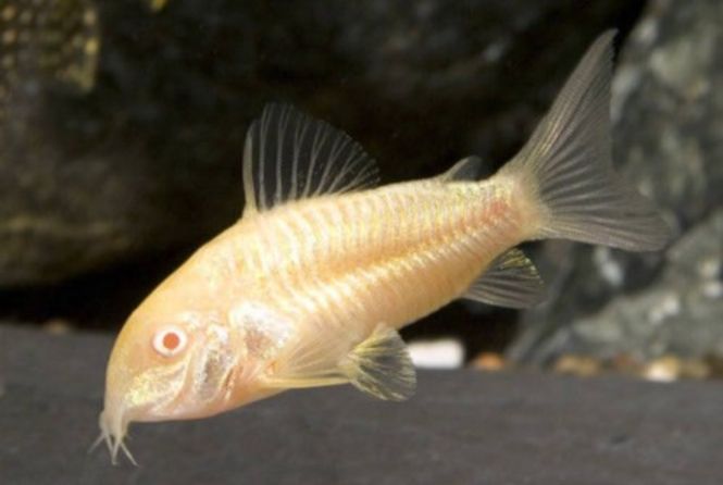 Hovedbilde Corydoras Albino