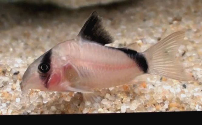 Hovedbilde Corydoras  Metae 