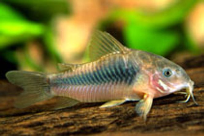 Hovedbilde Corydoras Aneus 