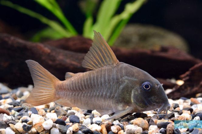 Hovedbilde Corydoras Concolor VF