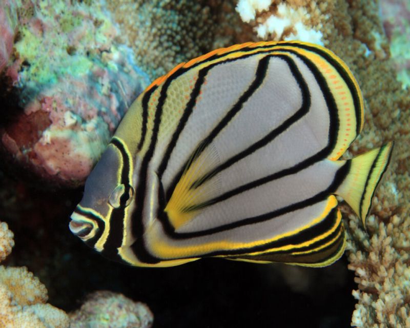 Chaetodon Meyeri Medium