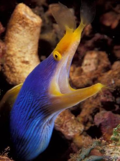 Hovedbilde Rhinomuraena quaesita