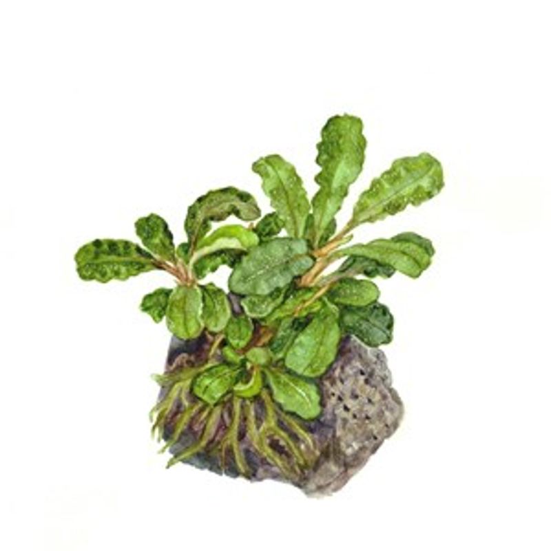 Bucephalandra 