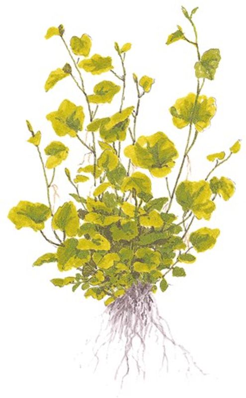 Cardamine lyrata - Potte