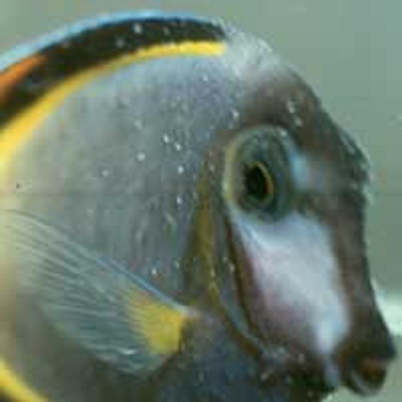Aquarium Munster Protomor 100ml Reefsafe medisin
