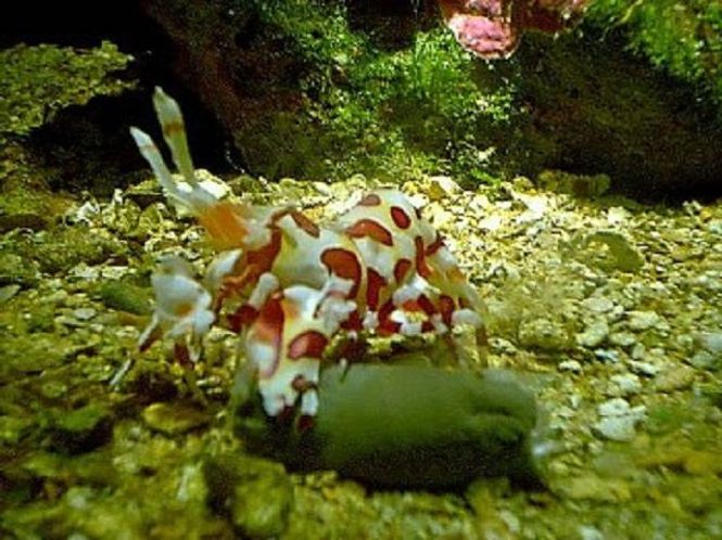 Hovedbilde  HARLEQUIN REKE 