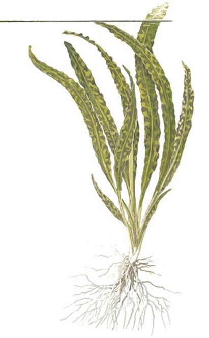 Hovedbilde Cryptocoryne crispatula / Balansae  - Potte 