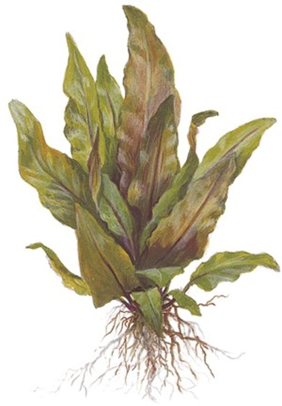 Cryptocoryne undulata 