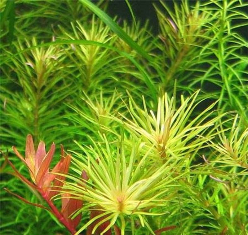 rotala boshi nanjenshan
