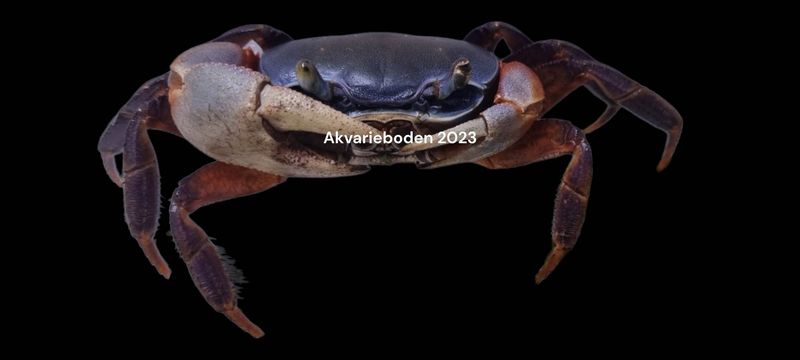 Cardisoma Armatum xl