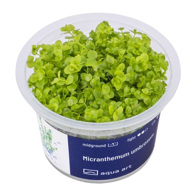 Aqua-Art Invitro Micranthemum umbrosum
