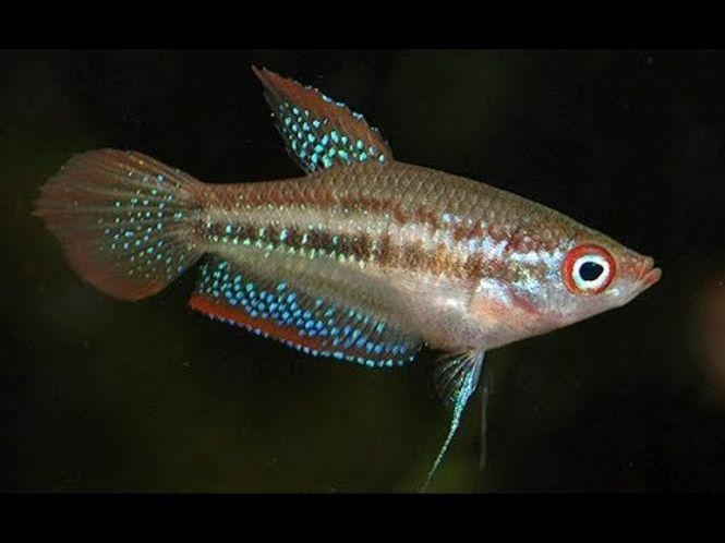 Hovedbilde Pygme Gurami TRICHOPSIS PUMILA 