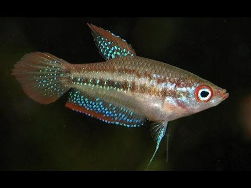 Pygme Gurami TRICHOPSIS PUMILA 