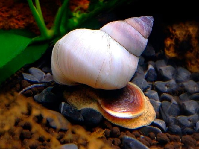 Hovedbilde Mystery Snegle / Filopaludia martensi