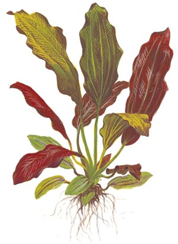 Echinodorus 