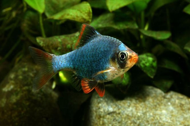 Hovedbilde TIGERBARBE GRØN 2,5-3,5CM