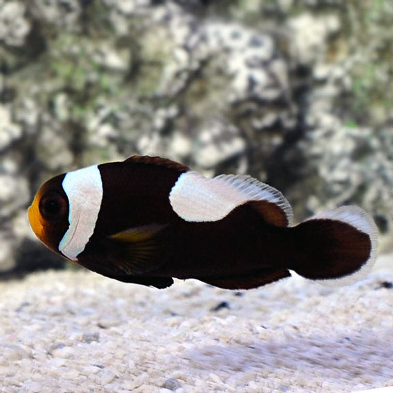 Saddleback klovnefisk / Amphiprion polymnus