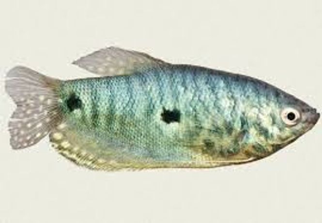 Hovedbilde Blå gurami Large 