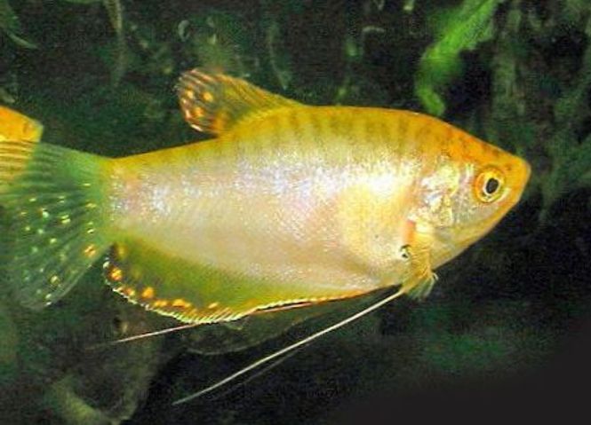 Hovedbilde Gull Gurami medium