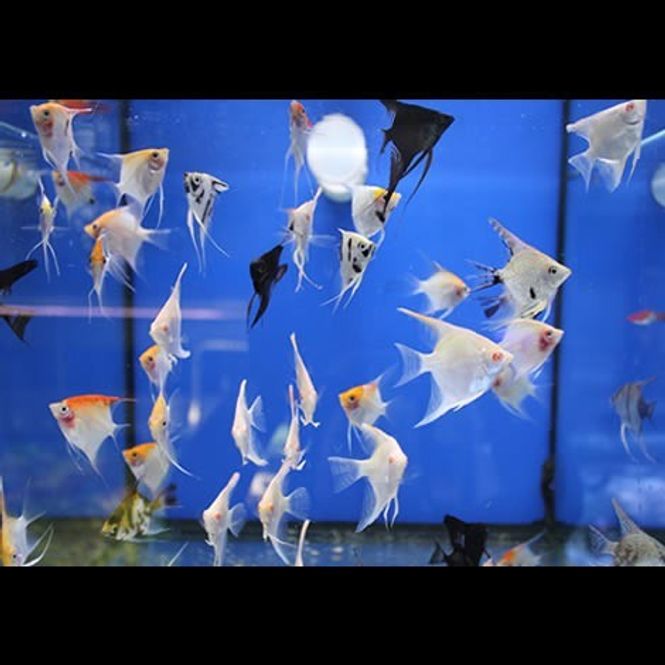 Hovedbilde Scalare mix 5-7cm