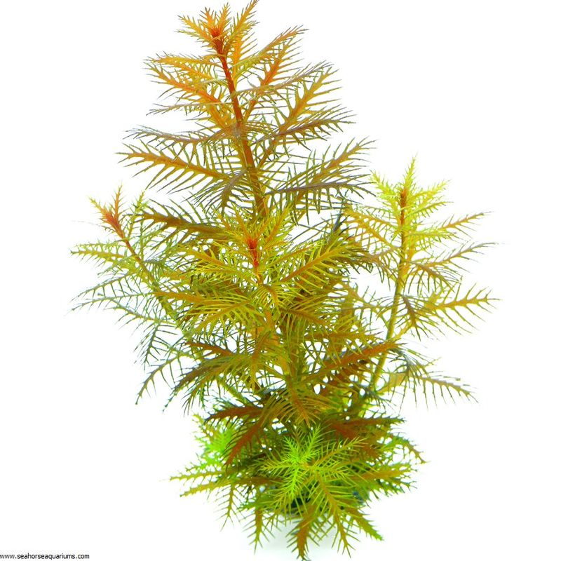 Proserpinaca palustris 