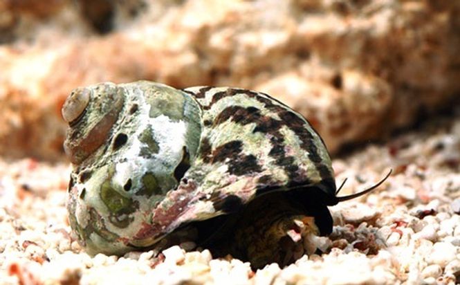 Hovedbilde ZEBRA TURBOSNEGLE  Asiatisk