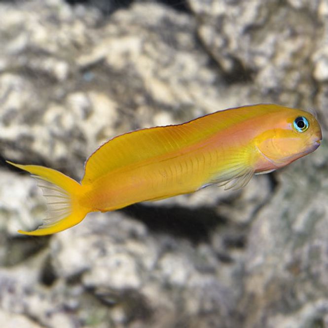Hovedbilde Midas Blenny / Ecsenius Midas
