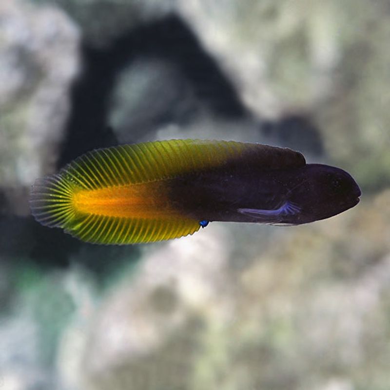 Yellowtail Blenny / Ecsenius Flavipes