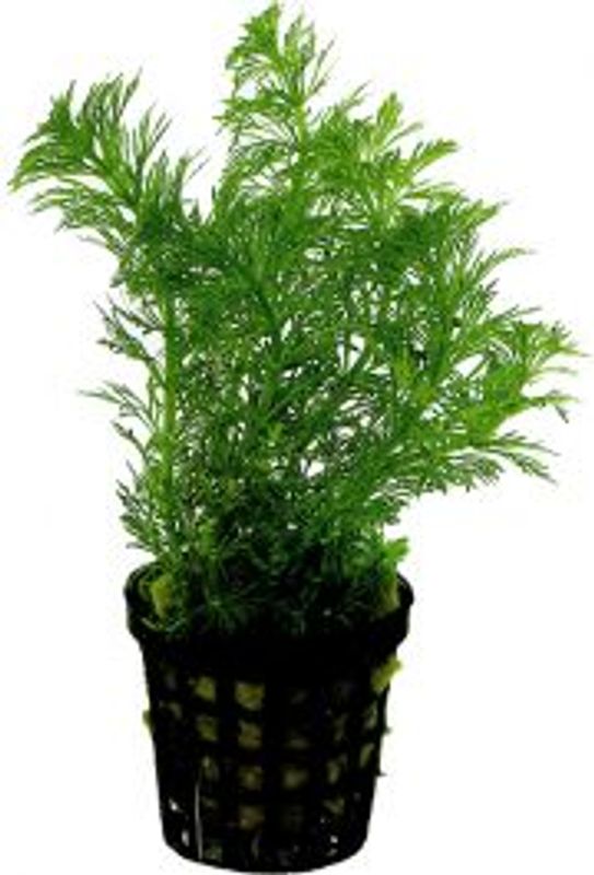 Limnophila Heterophylla 