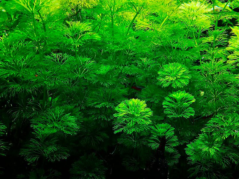 Limnophila Heterophylla 